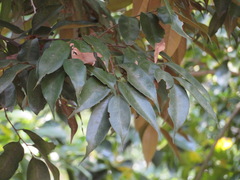 Castanopsis sieboldii