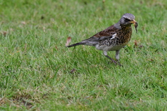 Turdus pilaris