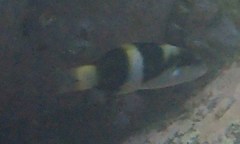 Thalassoma nigrofasciatum