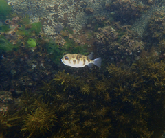 Contusus brevicaudus