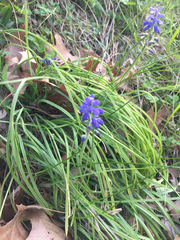 Muscari botryoides
