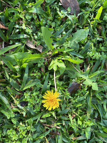common dandelion