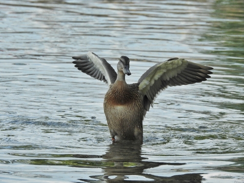 iNaturalist image
