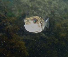 Contusus brevicaudus