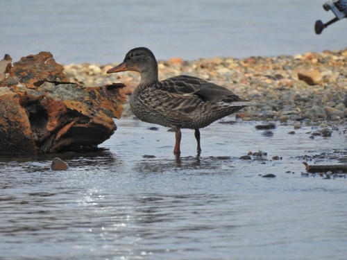 iNaturalist image