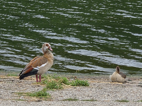 iNaturalist image