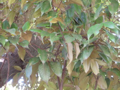 Castanopsis sieboldii