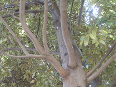 Castanopsis sieboldii