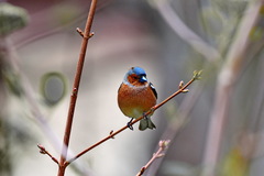 Fringilla coelebs