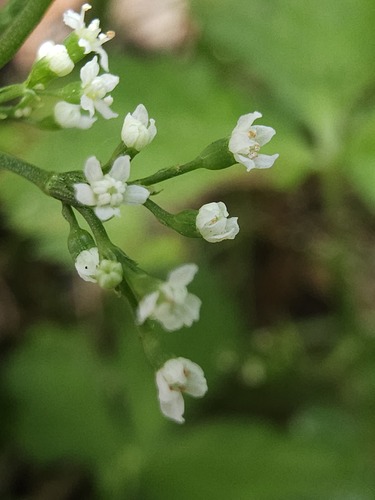 Cryptotaenia japonica observed 2026-07-28
