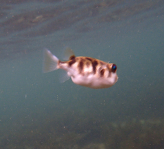 Contusus brevicaudus