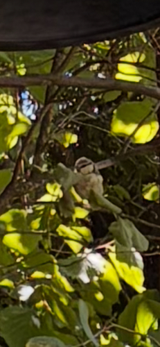 Eurasian Blue Tit