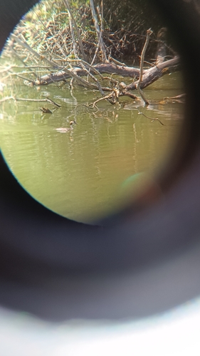iNaturalist image