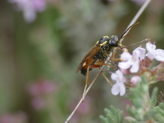 Tenthredopsis stigma