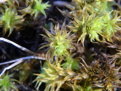 Leptodontium paradoxum