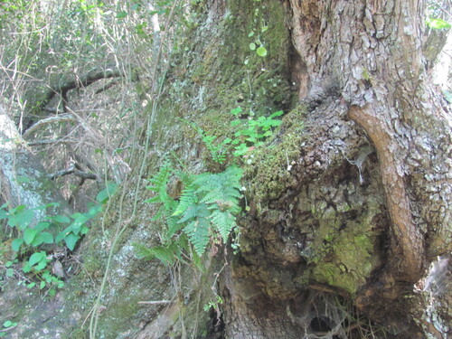 Asplenium obovatum, photograph 4