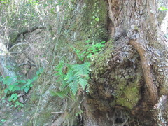 Asplenium obovatum, photograph (c) zebedeugalinha, some rights reserved (CC BY)