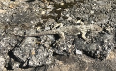 Tarentola mauritanica