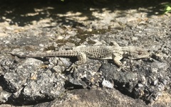 Tarentola mauritanica