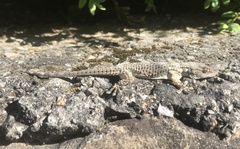 Tarentola mauritanica