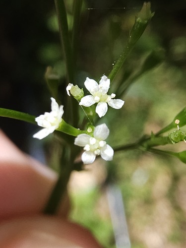 Cryptotaenia japonica observed 2026-07-28