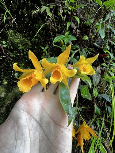 Dendrobium henryi