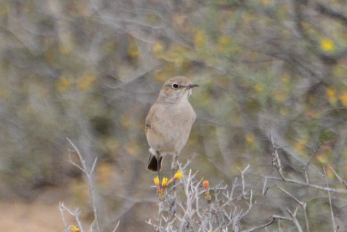 iNaturalist image