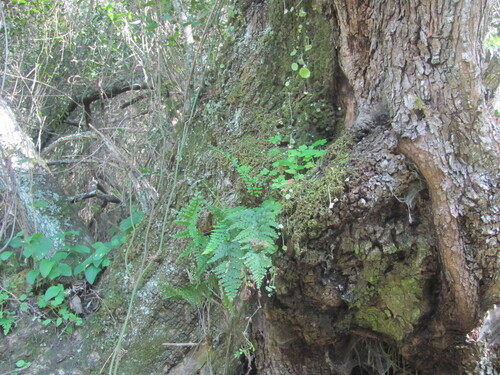 Asplenium obovatum, photograph 6