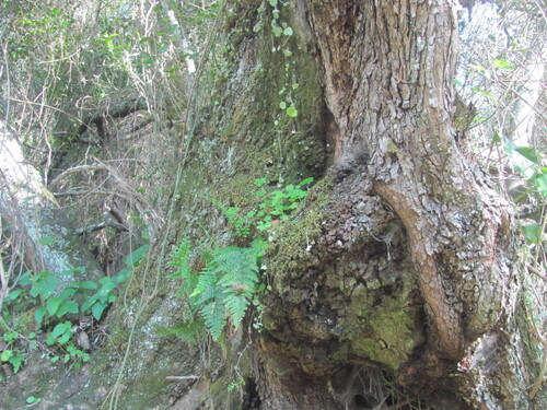 Asplenium obovatum, photograph 5