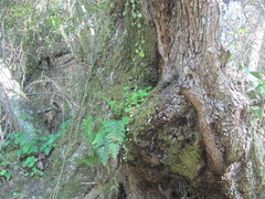 Asplenium obovatum, photograph (c) zebedeugalinha, some rights reserved (CC BY)