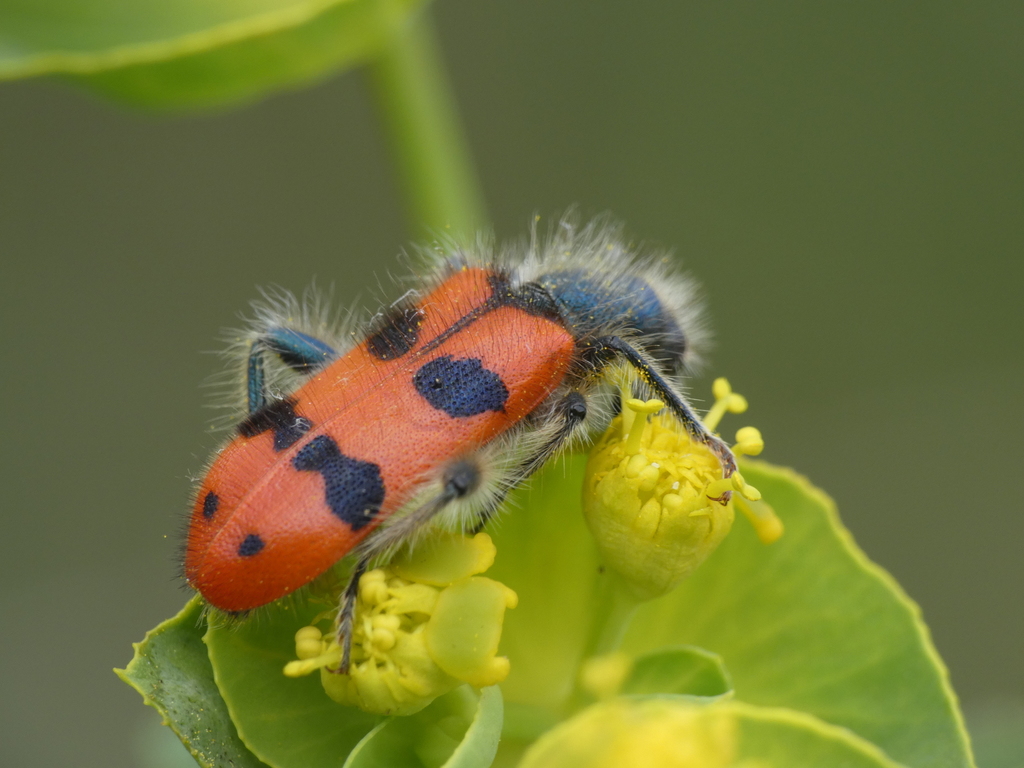 Trichodes octopunctatus