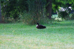Anas platyrhynchos domesticus