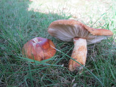 Russula mutabilis