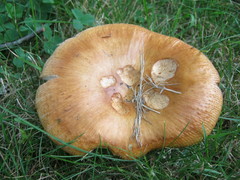 Russula mutabilis