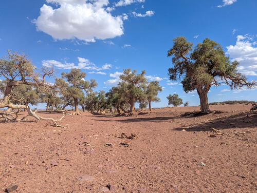 Populus euphratica, photograph 5