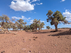 Populus euphratica, photograph (c) Tom Field, some rights reserved (CC BY)