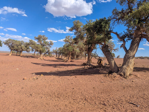 Populus euphratica, photograph 4