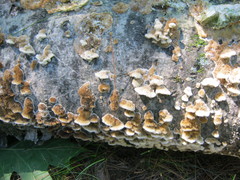 Coriolopsis