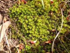 Leptodontium paradoxum