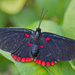Red-bordered Pixie - Photo (c) djhiker, some rights reserved (CC BY-NC), uploaded by djhiker