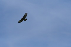 Buteo buteo