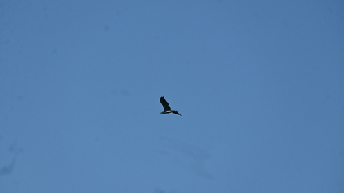 iNaturalist image