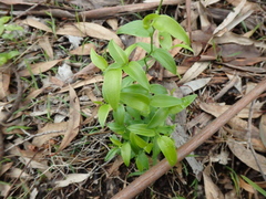 Asparagus asparagoides