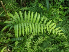 Pseudocyclosorus esquirolii