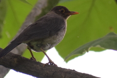 Turdus simillimus