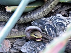 Psammophis brevirostris