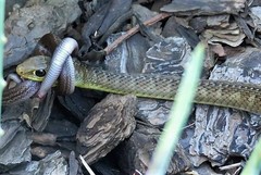 Psammophis brevirostris