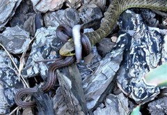 Psammophis brevirostris