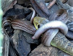Psammophis brevirostris