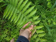 Pseudocyclosorus esquirolii